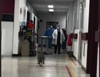 Siguen mapaches en el hospital del ISSSTE de Tampico  (Video)