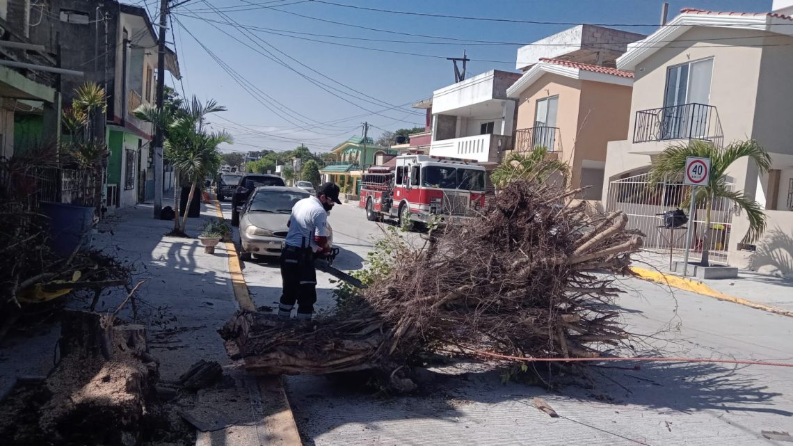 CAE ENORME ÁRBOL