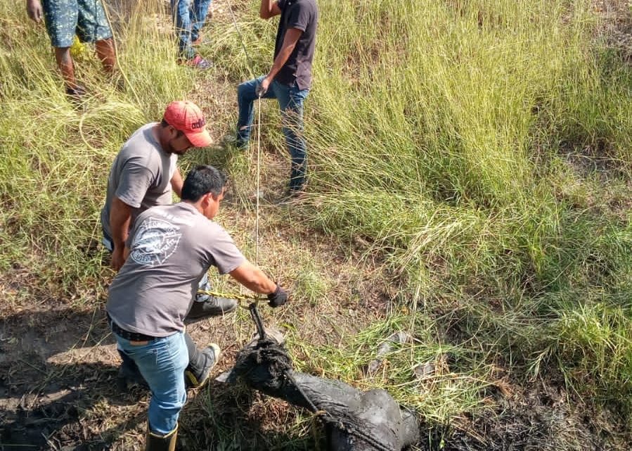 RESCATAN A CABALLO