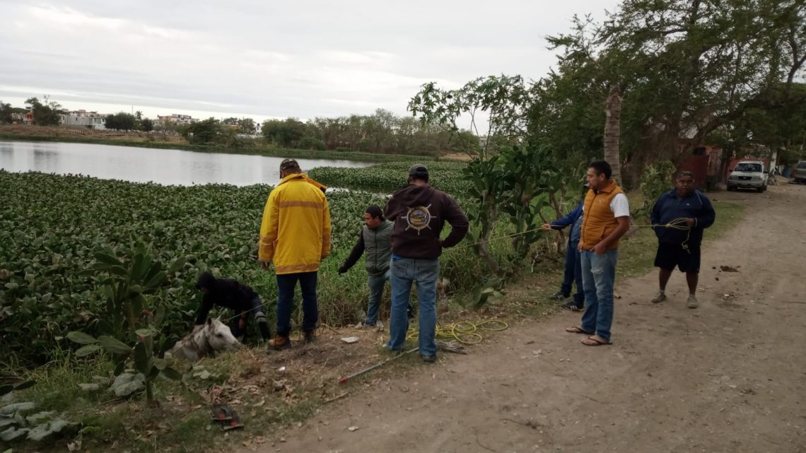 CABALLO CAE EN LAGUNA