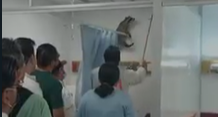 Mapaches siguen en hospital del ISSSTE recién remodelado [Video]