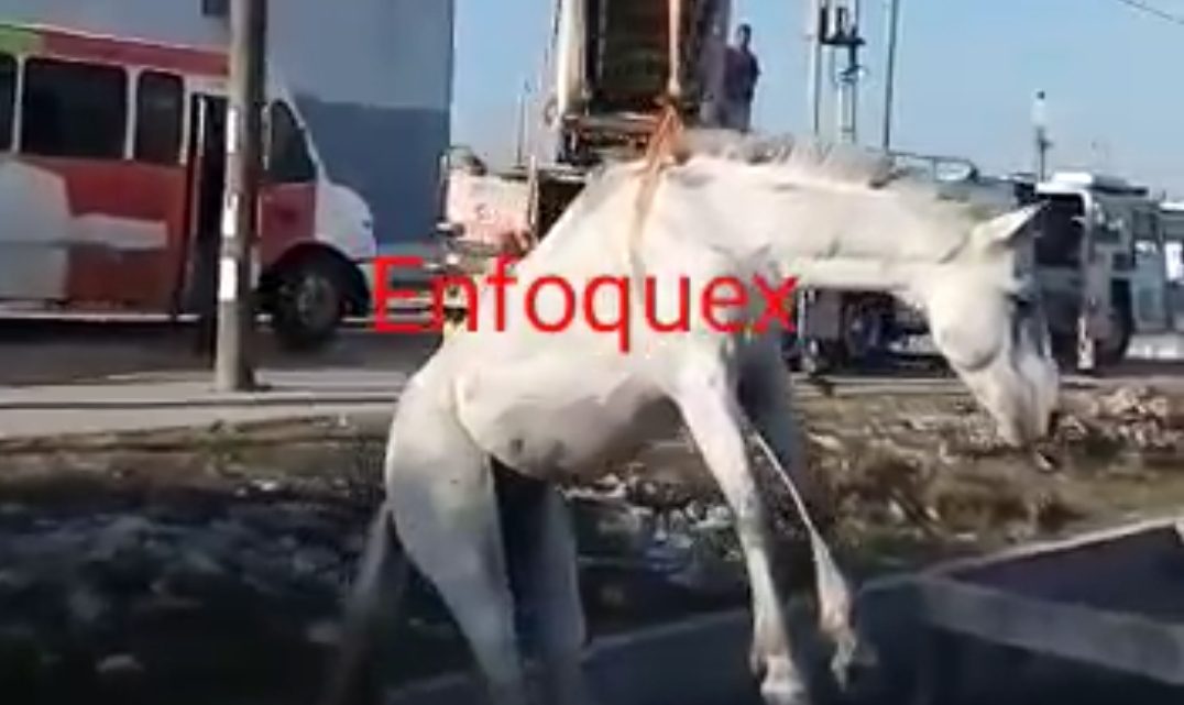 CABALLO CAE A CANAL A CIELO ABIERTO [Video]