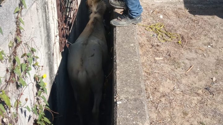 CABALLO SE ATORA ENTRE DOS PAREDES