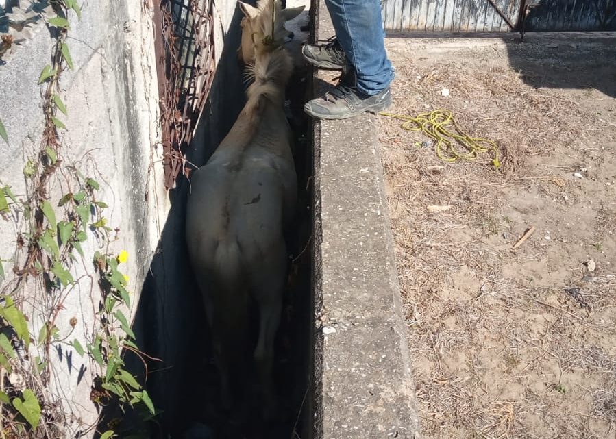 CABALLO SE ATORA ENTRE DOS PAREDES