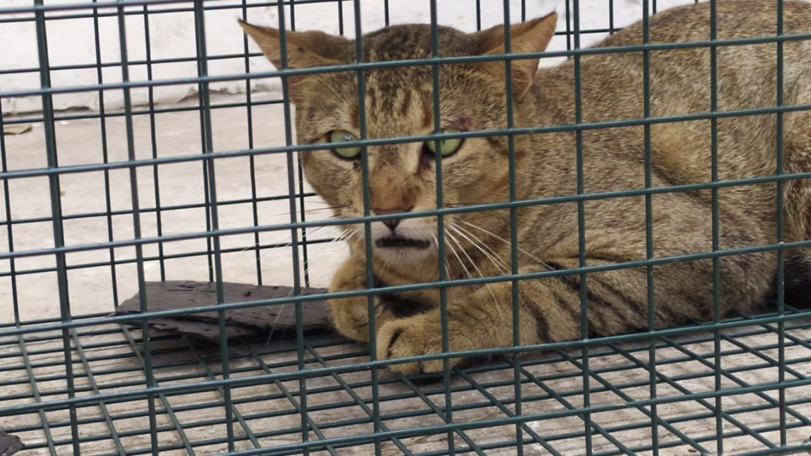 Capturan a un gato montés  en hospital del ISSSTE en Tampico