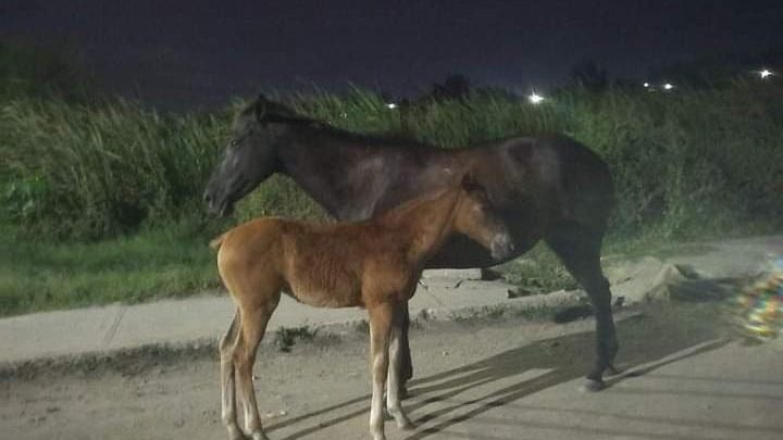 MANADA DE CABALLOS EMBISTE A SEÑORA