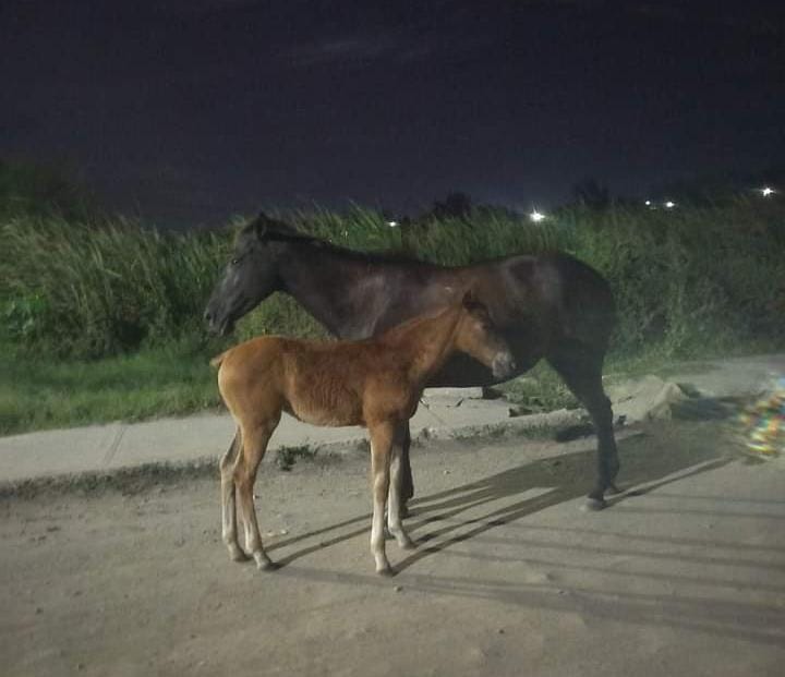 MANADA DE CABALLOS EMBISTE A SEÑORA