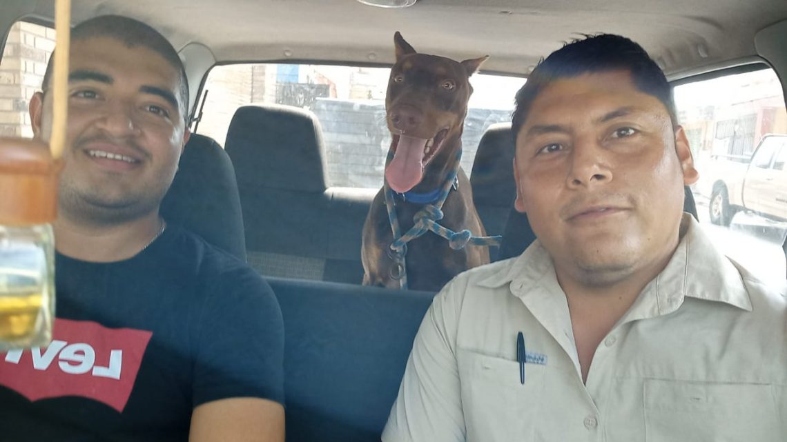 BUSCAN NOMBRE | Para perrito rescatado en la colonia San Pedro