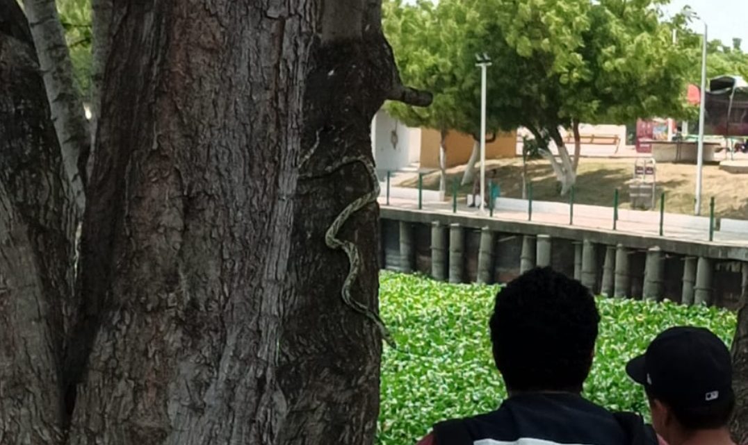 CAPTURAN OTRA SERPIENTE VOLADORA o TIGRA CAZADORA