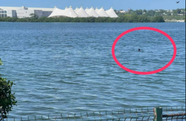 SUJETO SE METE A NADAR A LA LAGUNA DEL CARPINTERO Y LO ATACA COCODRILO