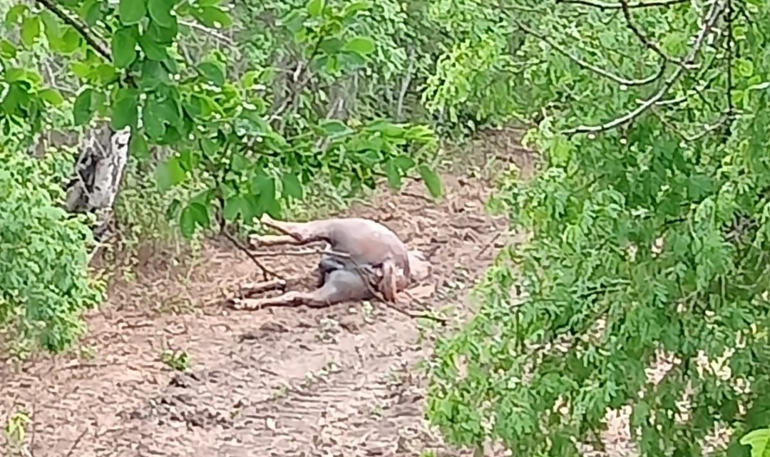 OTRO RAYO CAE SOBRE CABALLO Y LO MATA