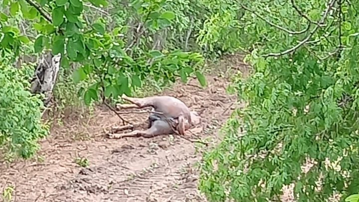 OTRO RAYO CAE SOBRE CABALLO Y LO MATA