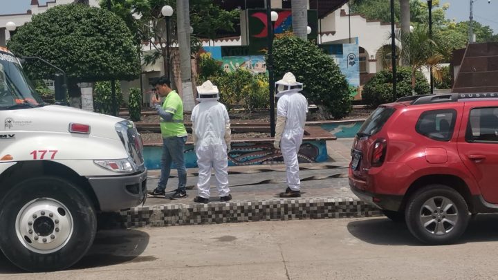 Abejas atacan a 3 peatones en plaza Aníbal Cuéllar