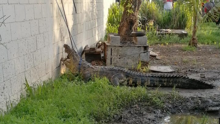 ENORME COCODRILO ATEMORIZA A RESIDENTES DE UNA VIVIENDA