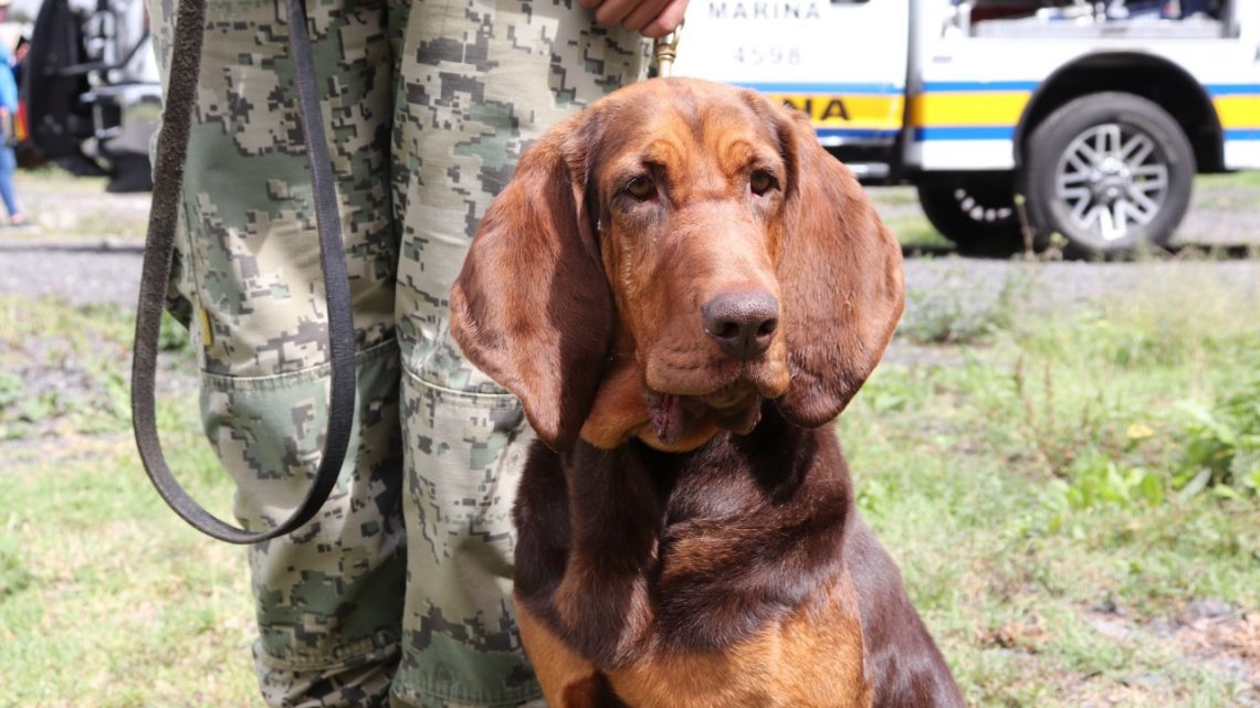 Max, la perrita de la Marina que localizó a Caro Quintero.