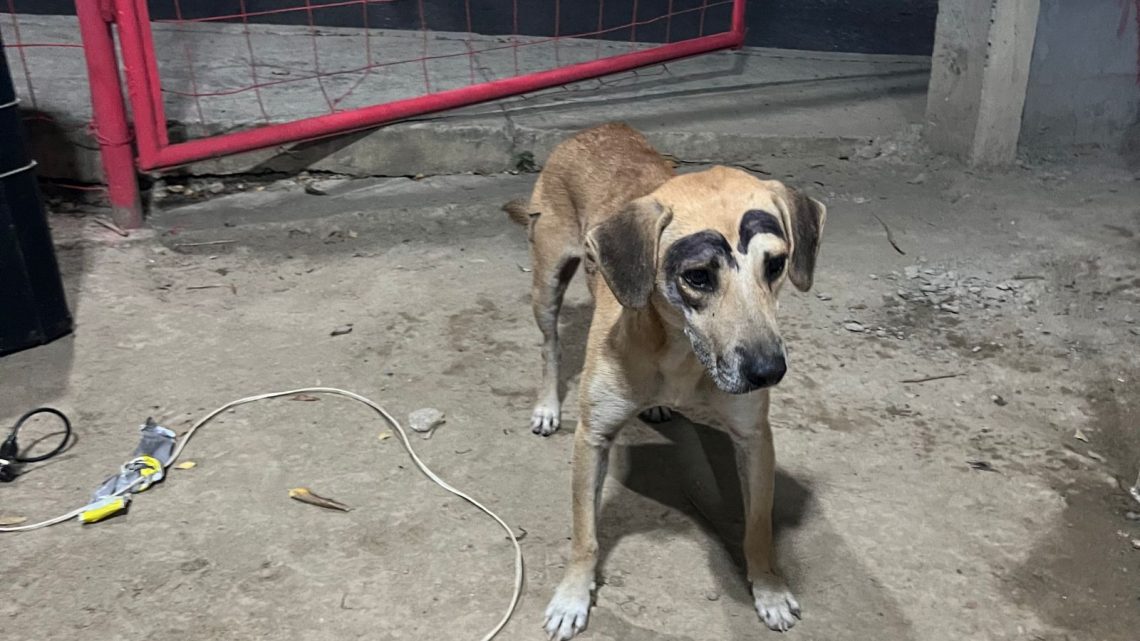 LE PINTAN CEJAS A PERRITO