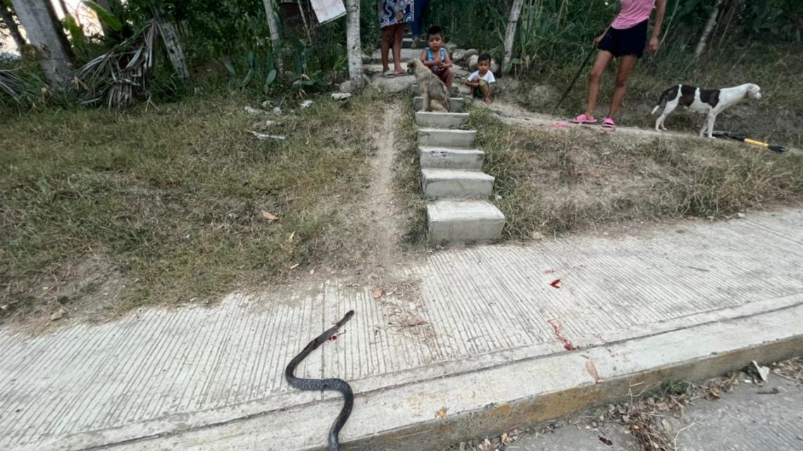 Serpiente causa pánico