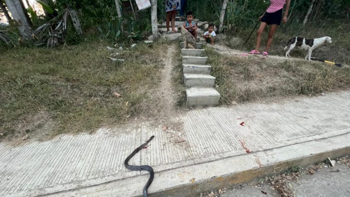 Serpiente causa pánico