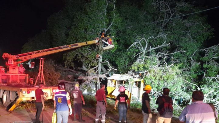 Un abuelito, uno de los lesionados con caída de árbol en Madero