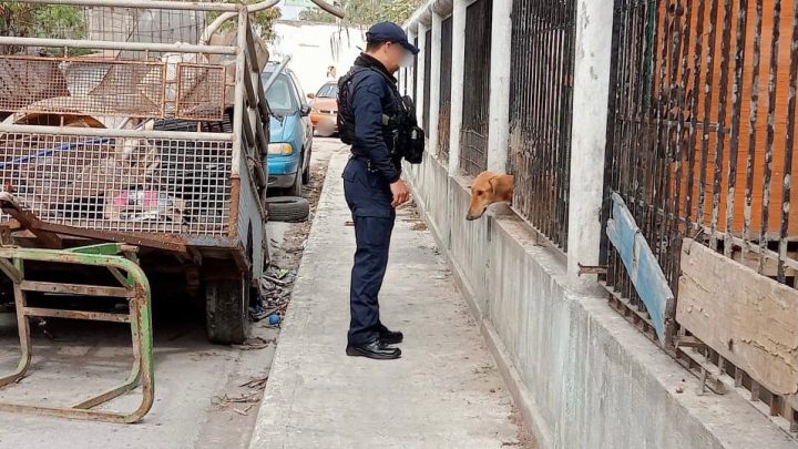 Atiende Guardia Estatal reporte de maltrato animal