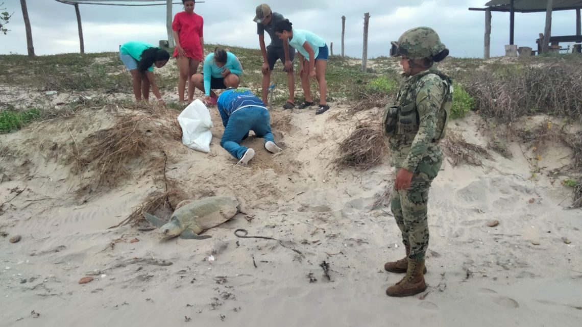 Marina da apoyo durante desove de tortugas lora, en el Santuario Playa Rancho Nuevo y Playa Tesoro, Tamaulipas