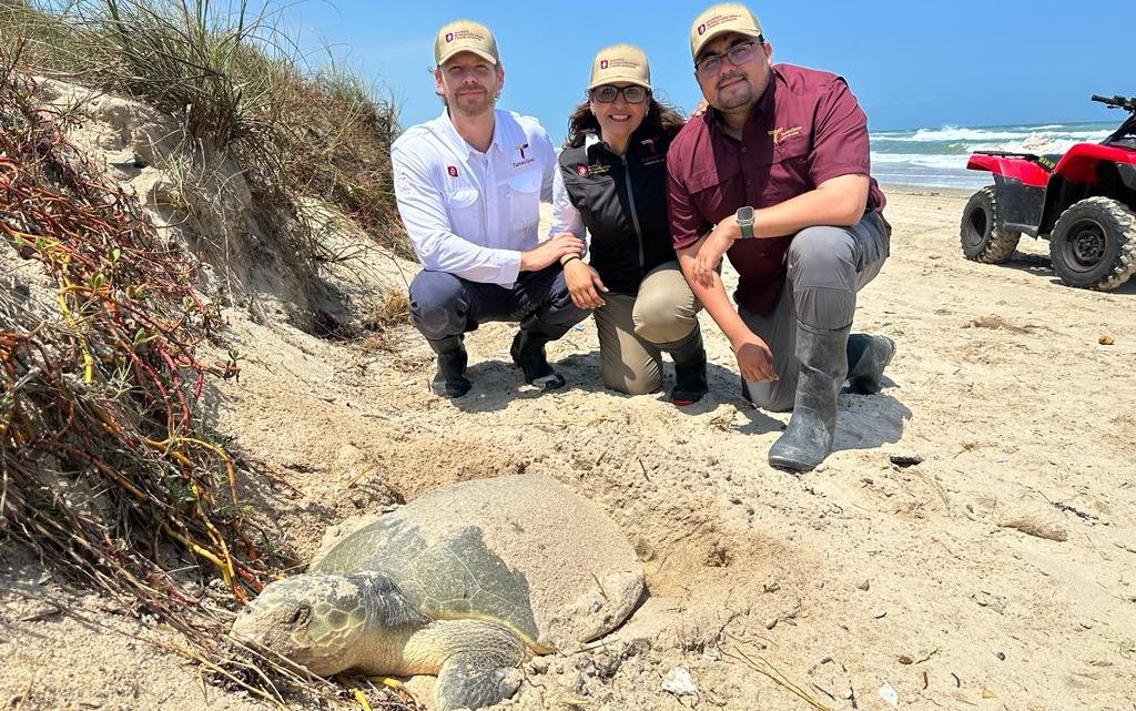 Supervisan trabajos para la conservación de la tortuga lora en Tamaulipas