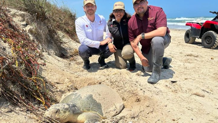 Supervisan trabajos para la conservación de la tortuga lora en Tamaulipas