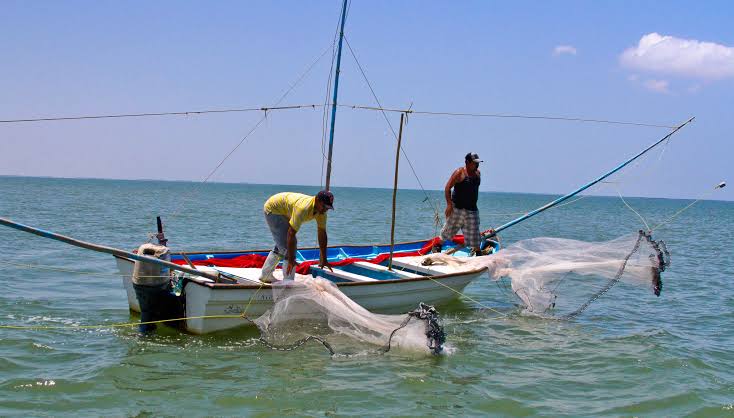 En la zona capturan robalo a pesar de la veda