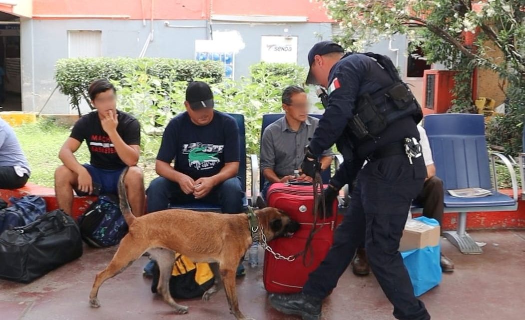 Binomios caninos de la Guardia Estatal mantienen vigilancia en Central de Autobuses