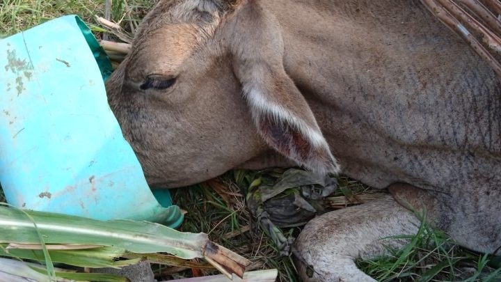 Mueren más de 10 cabezas de ganado por sequía en norte de Veracruz