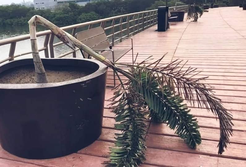 Joven que vandalizó palmeras podría ser enviado a un Consejo Tutelar