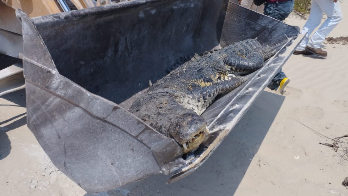 Calor causa muerte de cocodrilo: Profepa