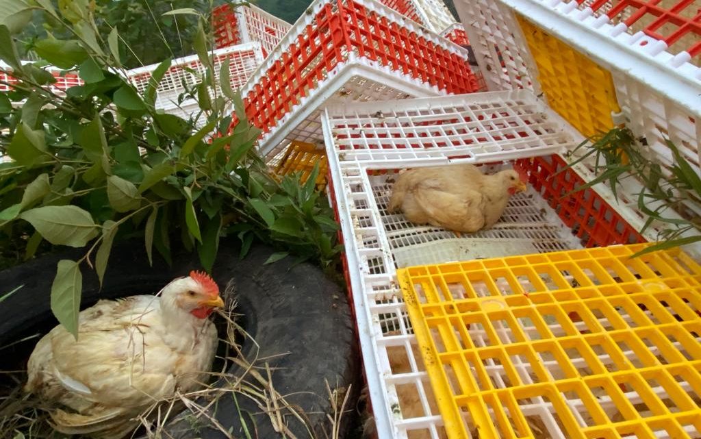 Tráiler cargado de pollos volcó en la Alazán – Canoas