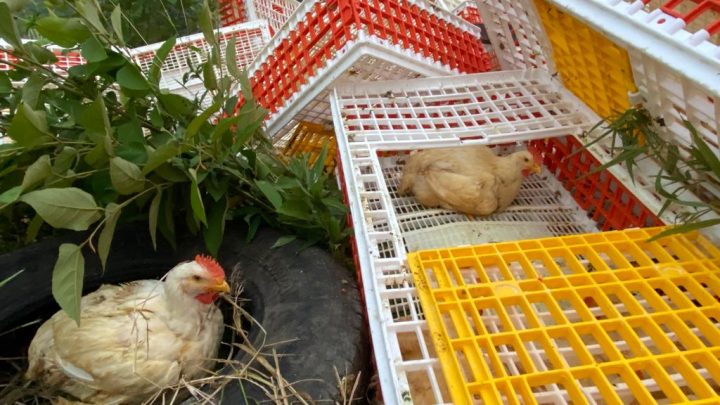 Tráiler cargado de pollos volcó en la Alazán – Canoas