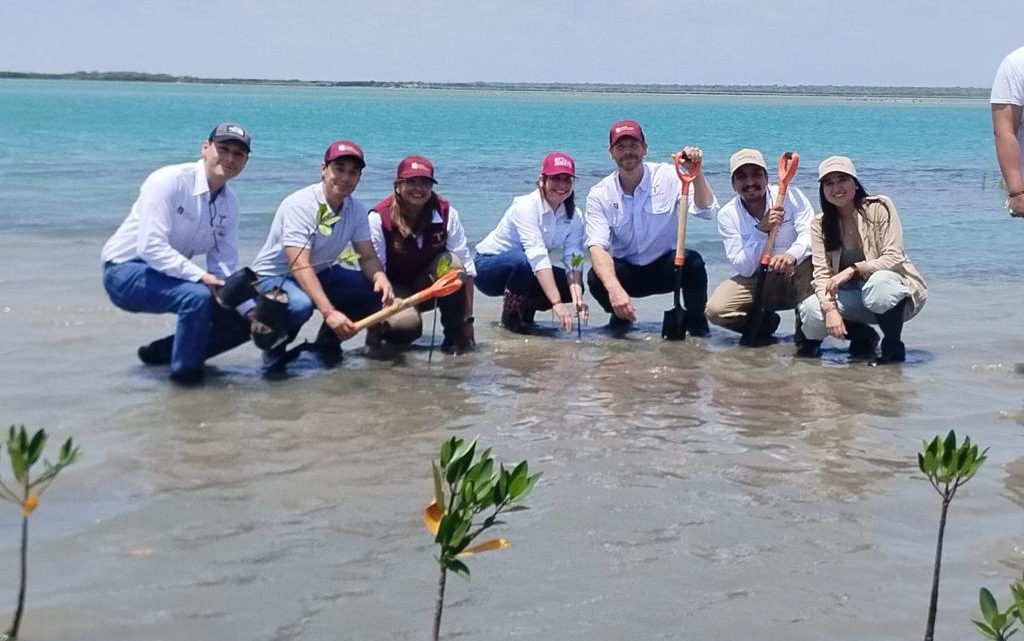 Reforesta SEDUMA con mangle playa La Pesca