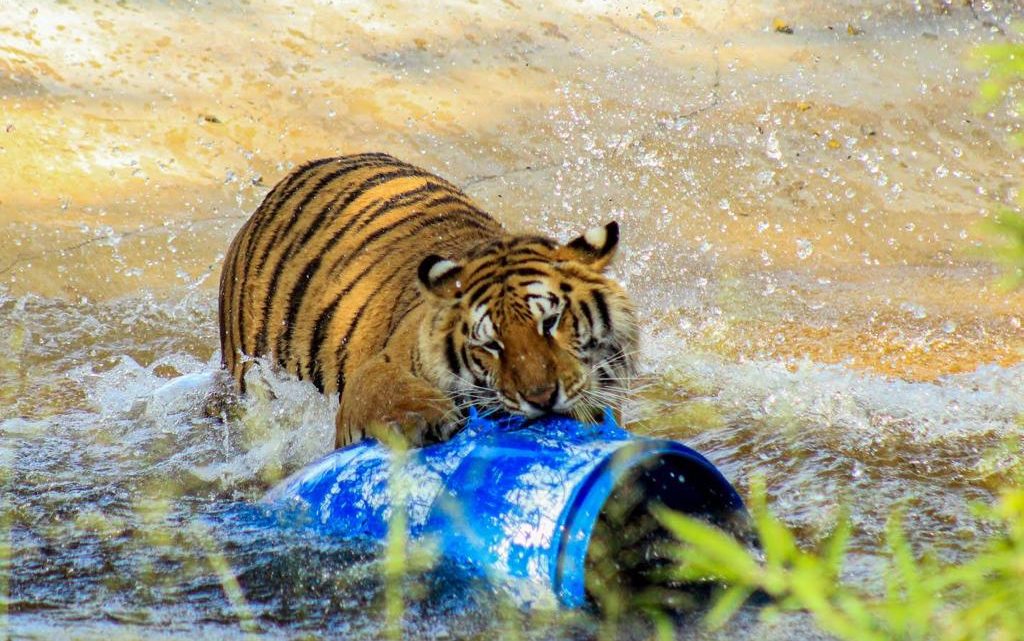 Ante onda de calor, refuerzan medidas en Zoológico Tamatán