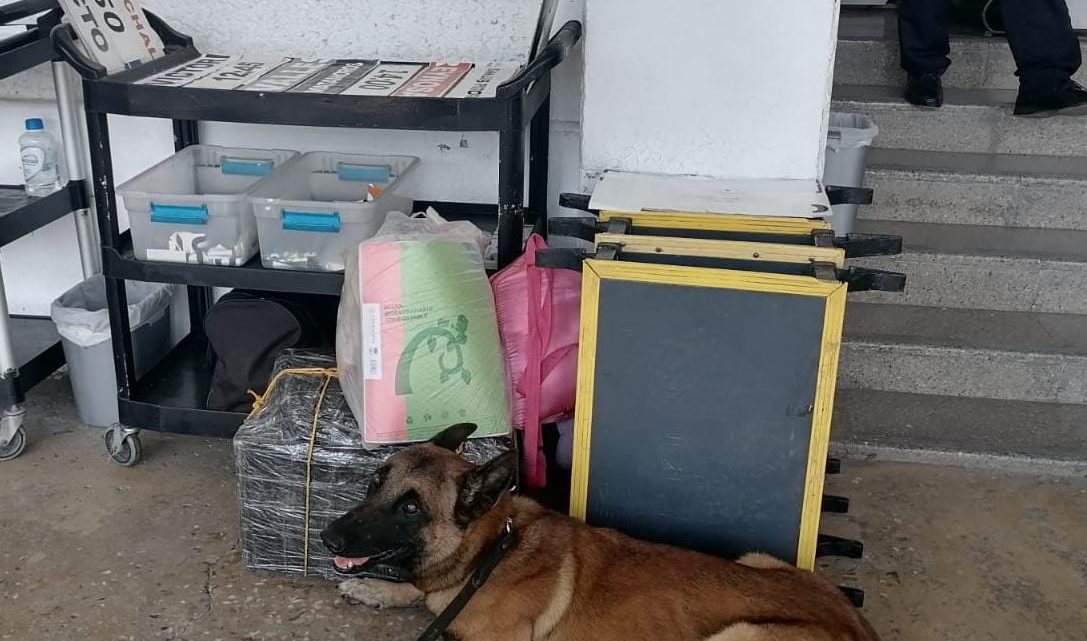 Binomio canino de la Guardia Estatal localiza mochila con droga en central de autobuses de El Mante