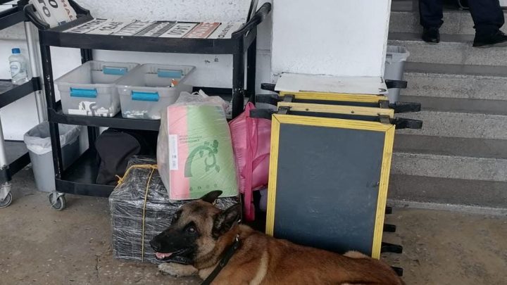 Binomio canino de la Guardia Estatal localiza mochila con droga en central de autobuses de El Mante