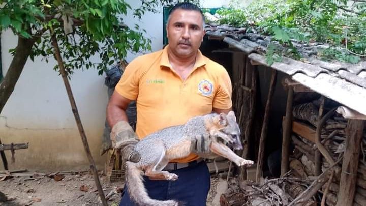 Bomberos aseguran un zorro