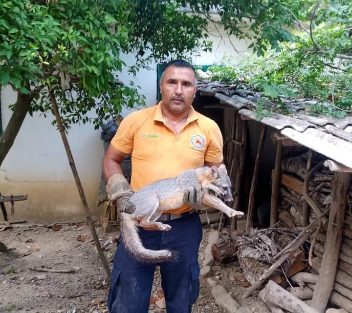 Bomberos aseguran un zorro