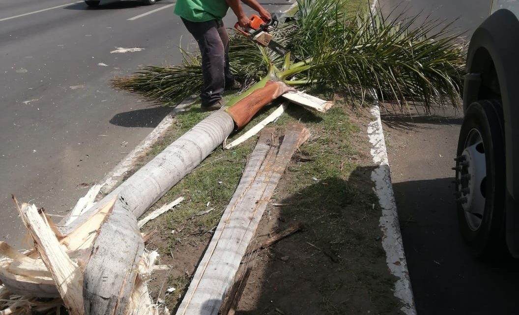 Caro len van a salir las palmeras