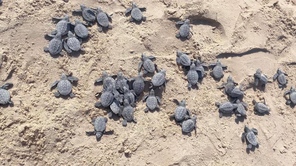 Libera Tamaulipas más de 52 mil crías de tortuga lora