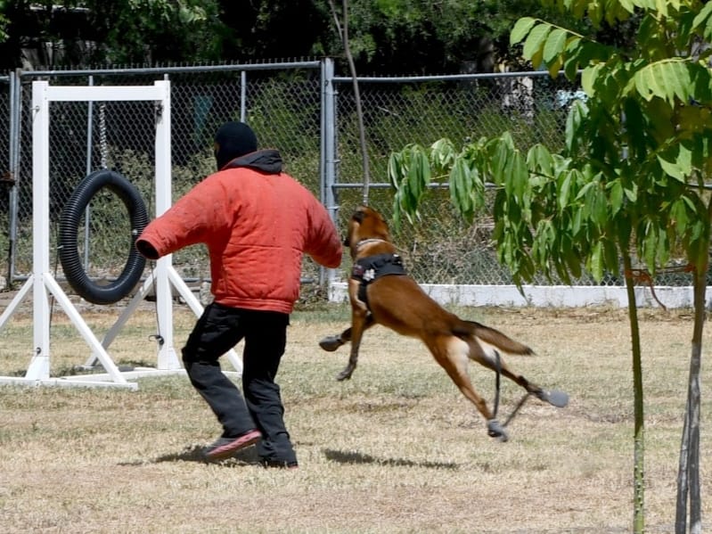 Desempeñan elementos caninos labor destacada dentro de la Guardia Estatal