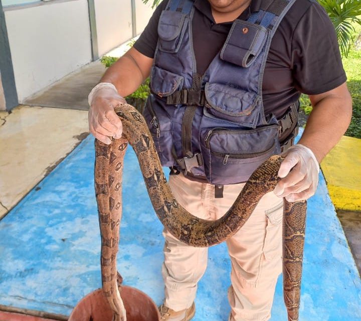 «Mazacuata» causa vilo y terror en populoso sector