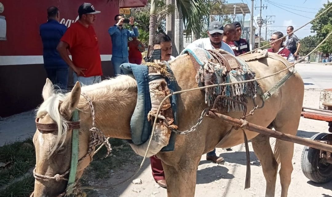 Gobierno de Ciudad Madero Fomenta el Cuidado Animal