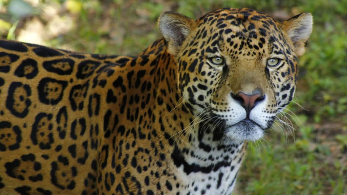 Fortalece SEDUMA programa de protección y preservación del jaguar