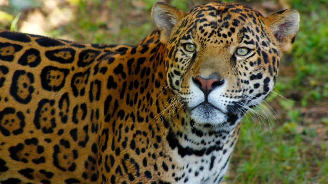 Comisión de Parques y Biodiversidad de Tamaulipas fortalece programa de conservación de especies