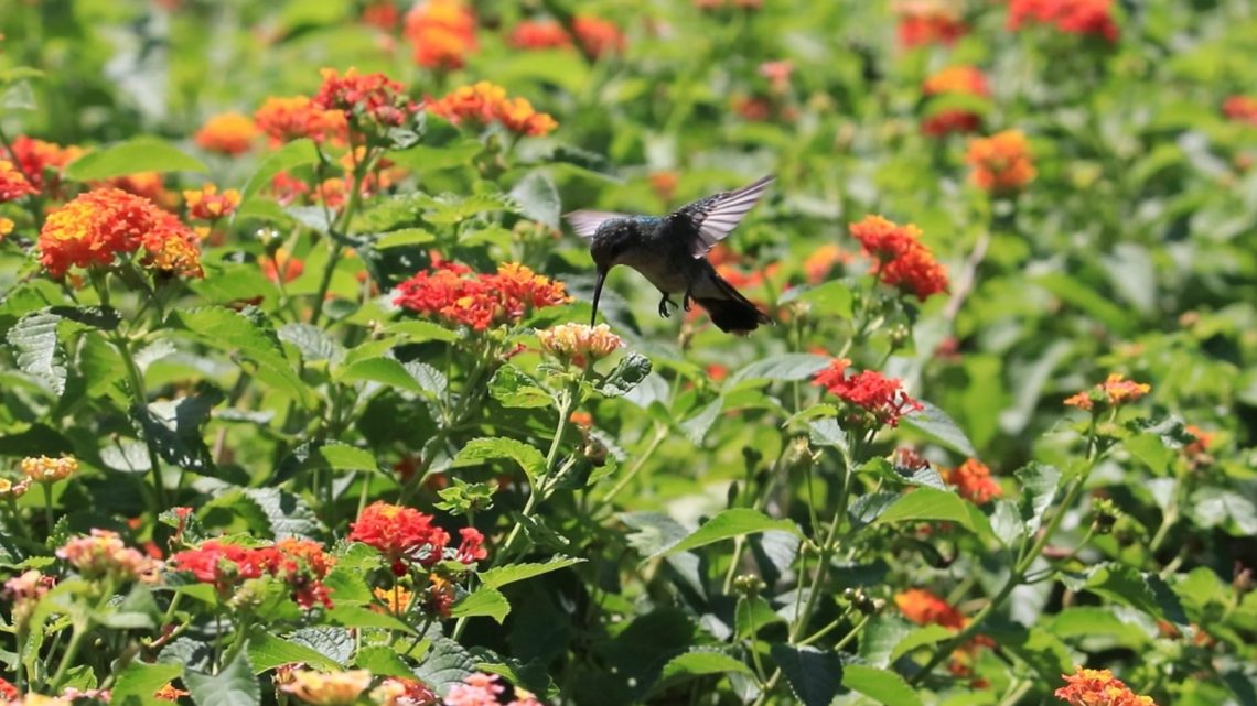 Impulsa la Comisión de Parques y Biodiversidad generación de jardines polinizadores en Tamaulipas