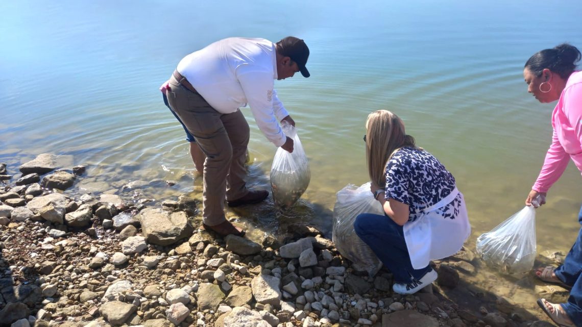 Fortalece Gobierno de Tamaulipas actividad pesquera con la siembra de 60 mil alevines