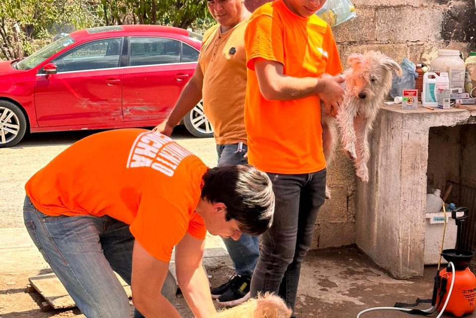 Realiza Jóvenes en Movimiento campaña de esterilización para mascotas